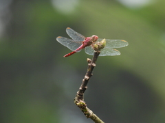 Orthemis discolor