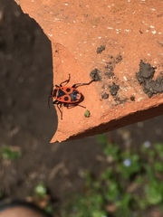 Pyrrhocoris apterus