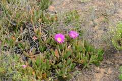 Carpobrotus mellei