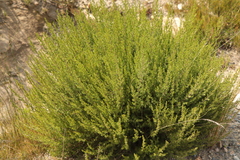 Cliffortia