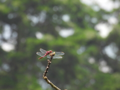 Orthemis discolor