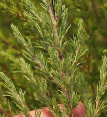 Cliffortia