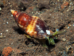 Tridentarius dentatus