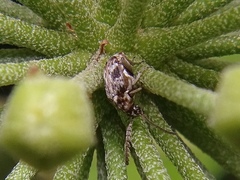 Bruchidius bimaculatus