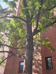 Juglans