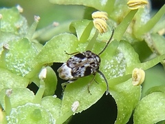 Bruchidius bimaculatus