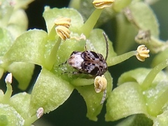 Bruchidius bimaculatus