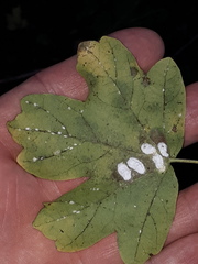 Pulvinaria hydrangeae
