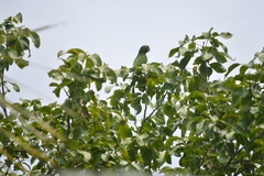 Eupsittula nana