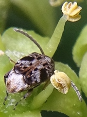 Bruchidius bimaculatus