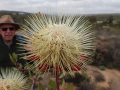 Protea glabra