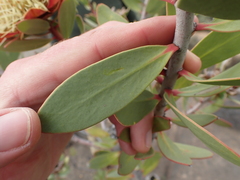 Protea glabra
