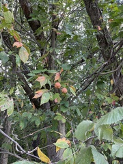 Aesculus glabra