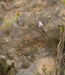 Gladiolus patersoniae