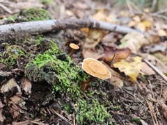 Coltricia cinnamomea