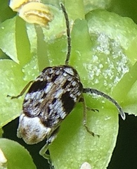 Bruchidius bimaculatus