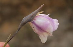 Gladiolus patersoniae
