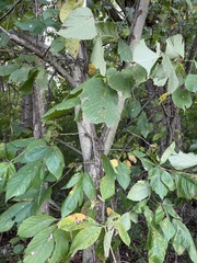 Aesculus glabra