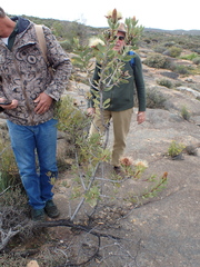 Protea glabra