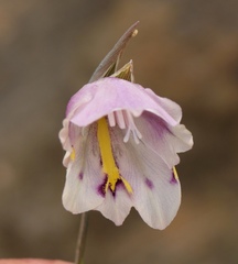 Gladiolus patersoniae