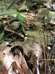 Marasmius capillaris