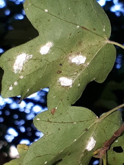 Pulvinaria hydrangeae