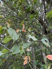 Aesculus glabra