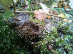 Peltigera praetextata