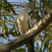 Torresian Imperial-Pigeon - Photo (c) sea-kangaroo, some rights reserved (CC BY-NC-ND), uploaded by sea-kangaroo