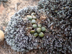 Anacampseros comptonii