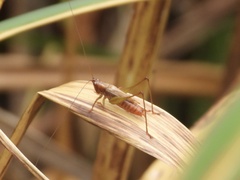 Conocephalus attenuatus