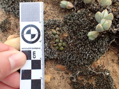 Anacampseros comptonii