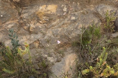 Gladiolus patersoniae