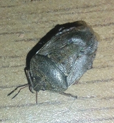 Hymenarcys nervosa