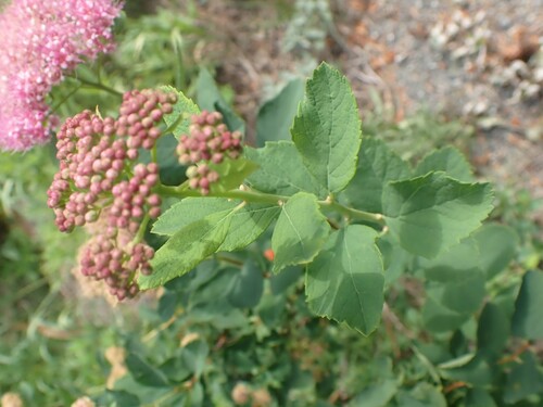 Spiraea splendens