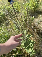 Lithospermum parviflorum