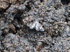 Trichodezia californiata