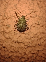 Halyomorpha halys