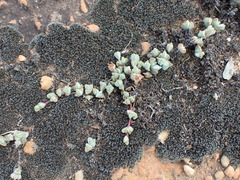 Braunsia maximilianii