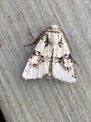 Lacinipolia implicata
