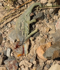 Bradypodion atromontanum