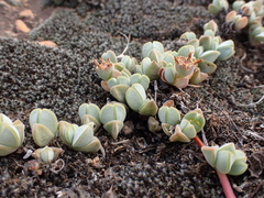 Braunsia maximilianii