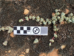 Braunsia maximilianii