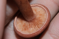 Lactarius camphoratus
