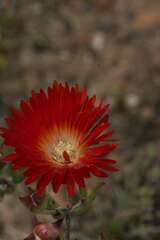Drosanthemum lavisii