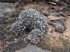 Conophytum