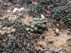 Anacampseros comptonii