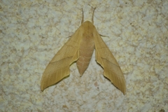 Pseudoclanis molitor