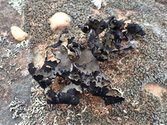 Xanthoparmelia hottentotta