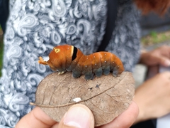 Papilio multicaudata multicaudata